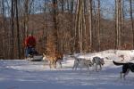 Sports-Dogsled 75-22-00272