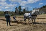 Billings Farm-Plowing Match 65-03-00052