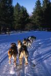 Sports-Dogsled 75-22-00162