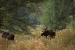 Deer & Moose 30-21-00291