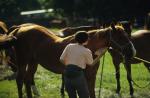 Sports-Horseback 27-78-00971